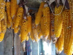 Chilasco - Corn drying